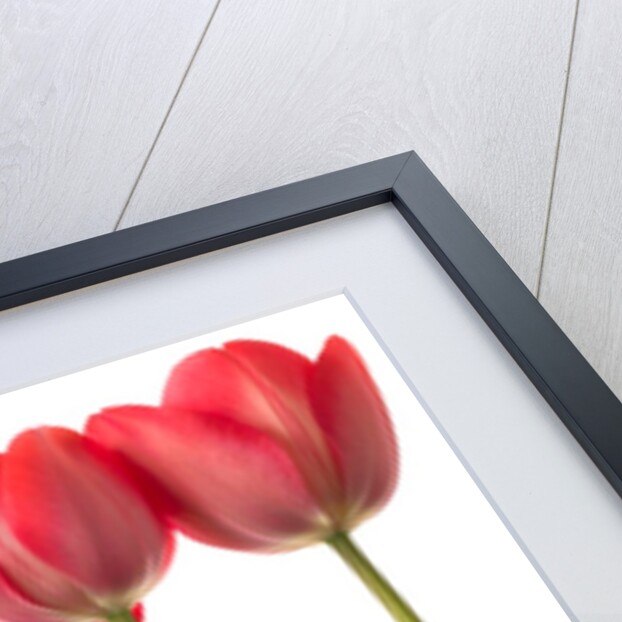Growing Tulips by Assaf Frank